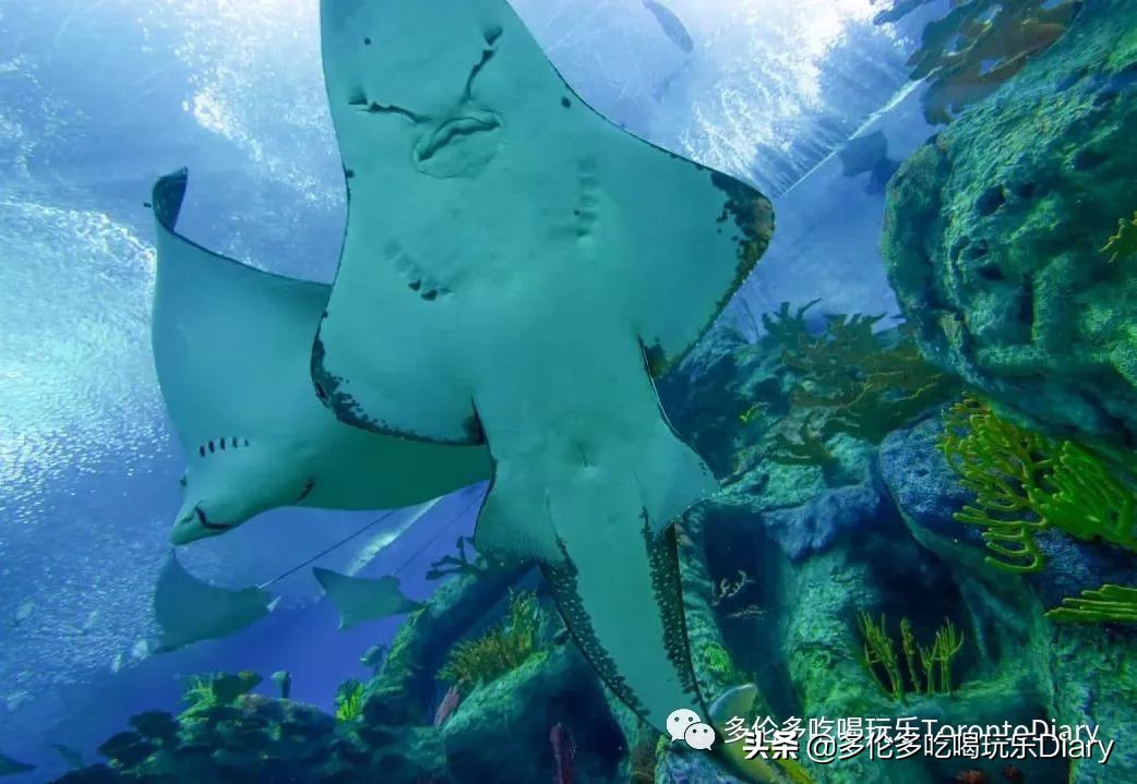 多伦多水族馆旅行,水族馆探索海洋世界的奇妙之旅