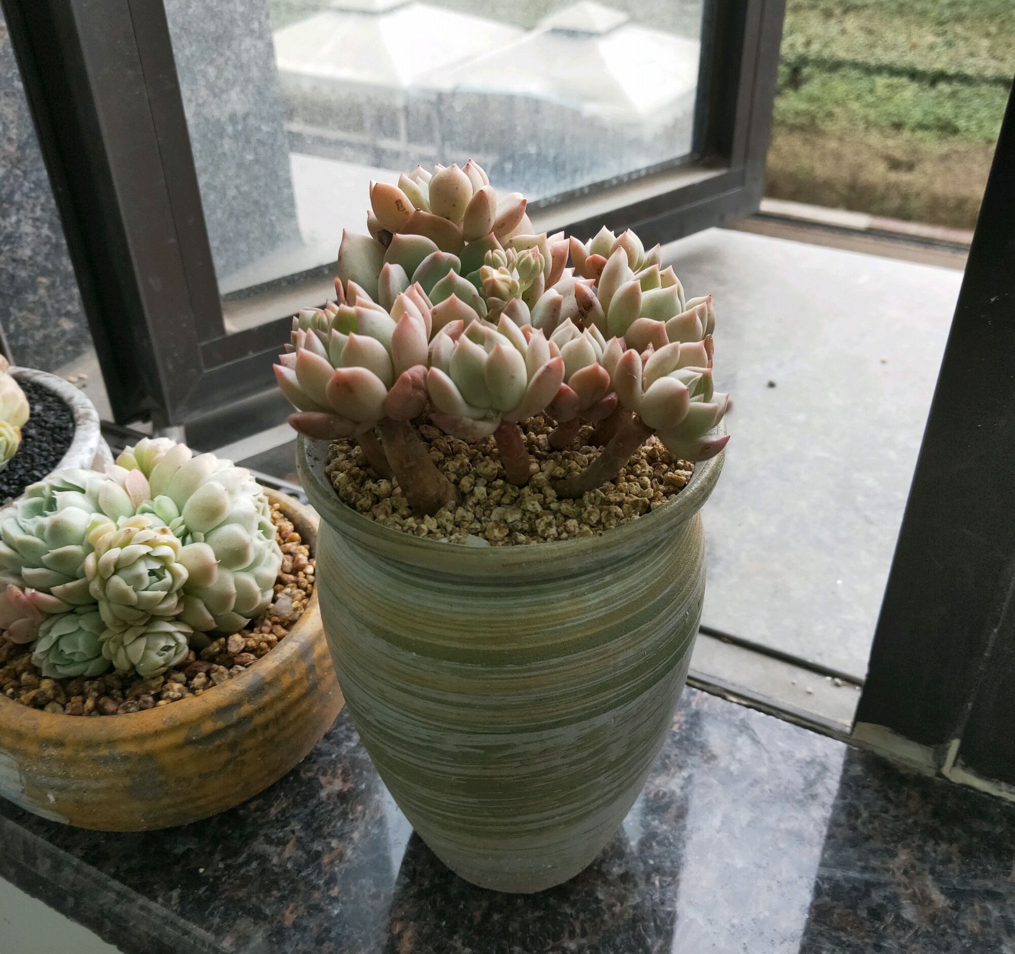 5月份刚上盆的阳台多肉怎么养护,多肉植物夏季养护问题讲解