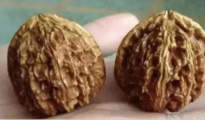 文玩核桃哪个品种值得盘玩,文玩核桃有点黄是怎么回事