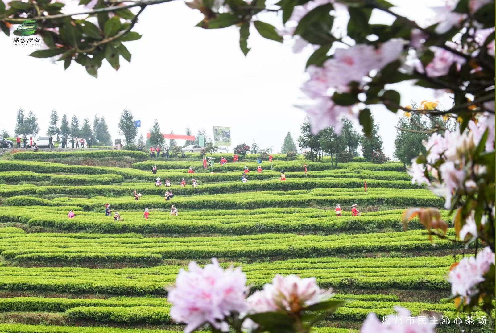 六盘水市五举措推进茶叶“万元田”建设