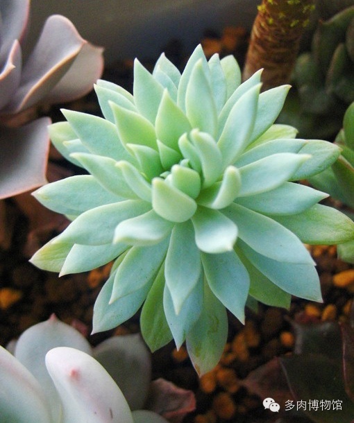 天使之泪多肉老桩,天使之泪多肉状态图