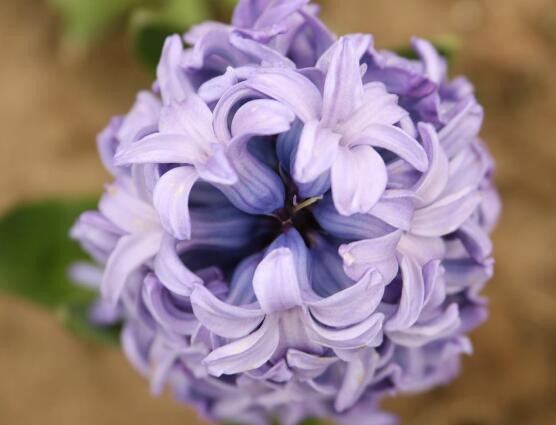 风信子发霉怎么快速消除,风信子根部发霉还能用啥补救