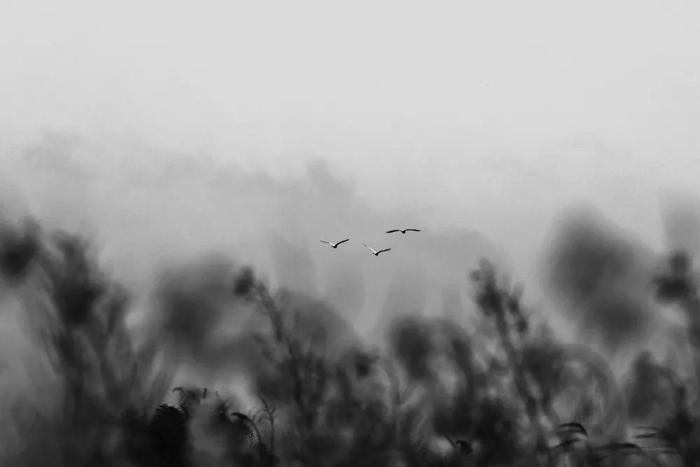 自然摄影入门,如何拍摄生态摄影