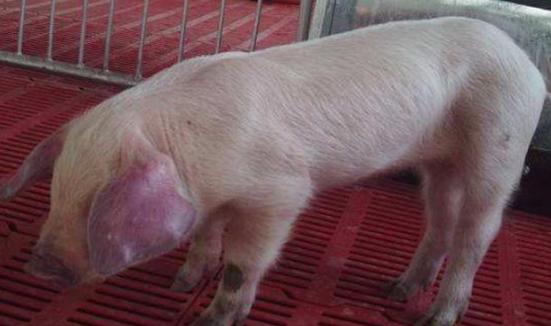 防控蓝耳病的另类方法,蓝耳病和圆环病毒混合感染症状