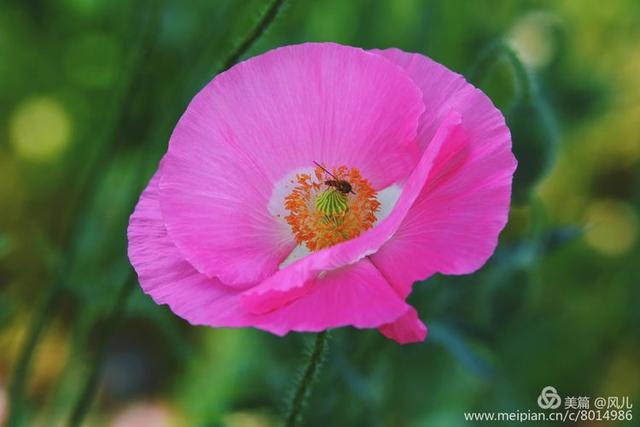 大美新蔡生态水城,大美新蔡等你来