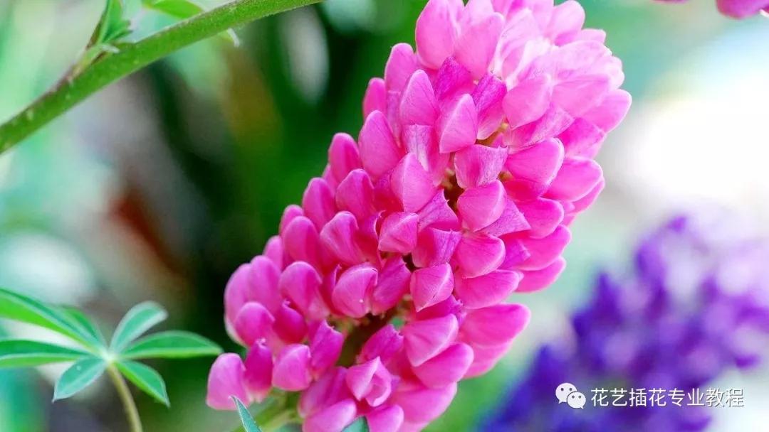 学花艺必备的花语,花艺师要知道的花与花语