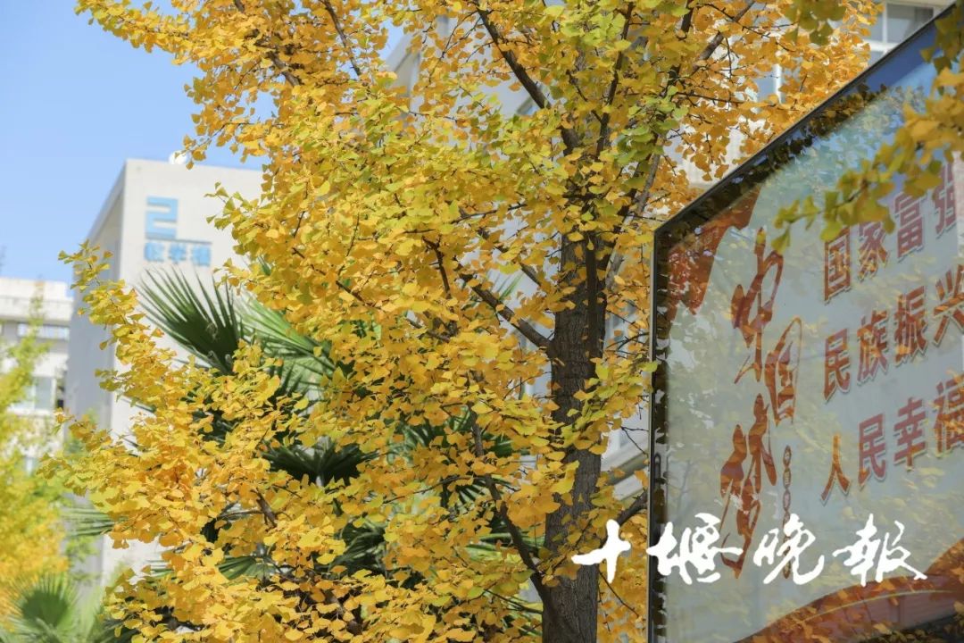 十堰银杏风景区在哪里,十堰银杏景点