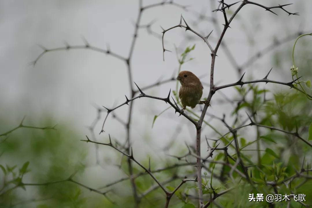 观鸟入门,观鸟小贴士