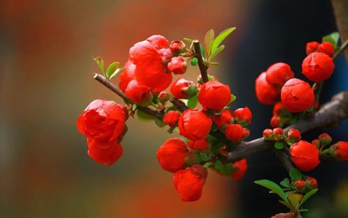 结合作品分析苏轼诗的思想内容,简述苏轼的诗歌在宋代有什么影响