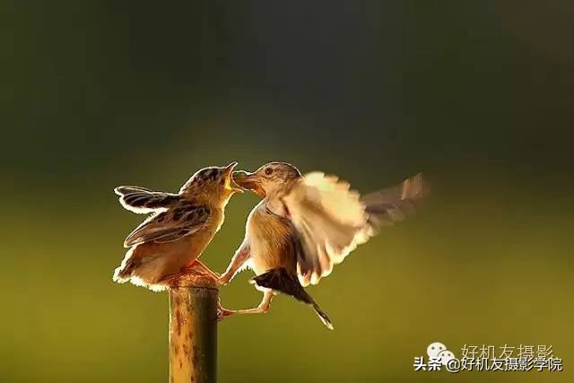 慢速拍鸟的技巧,90d拍鸟技巧