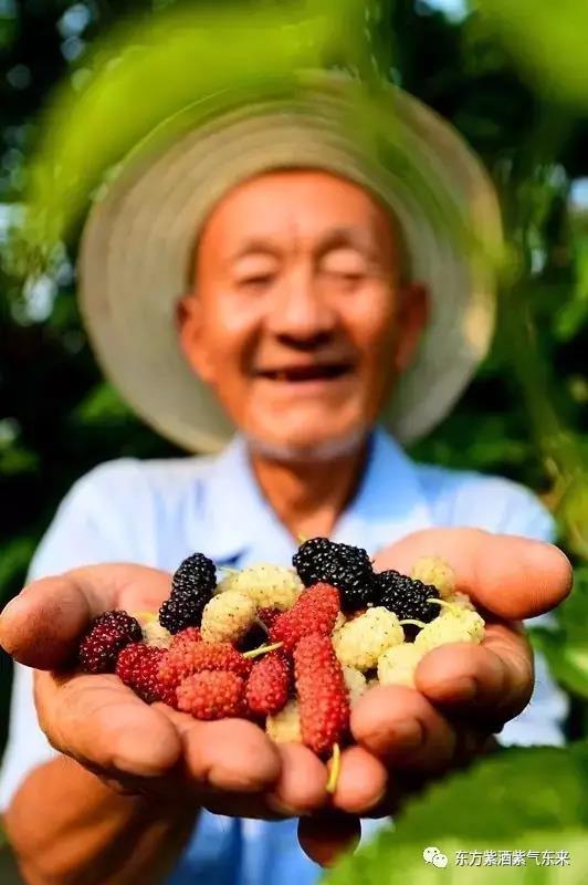 春城*月天五**，醉美桑果园