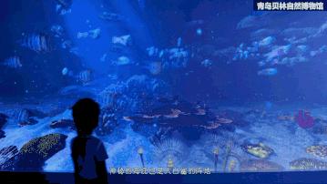 青岛贝林自然博物馆,青岛贝林博物馆门票优惠政策