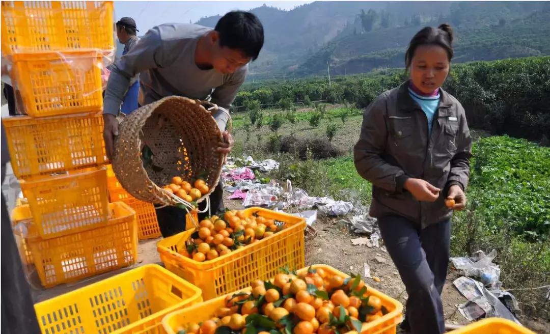 沙糖桔低迷句子,今年年后沙糖桔行情会有好转吗