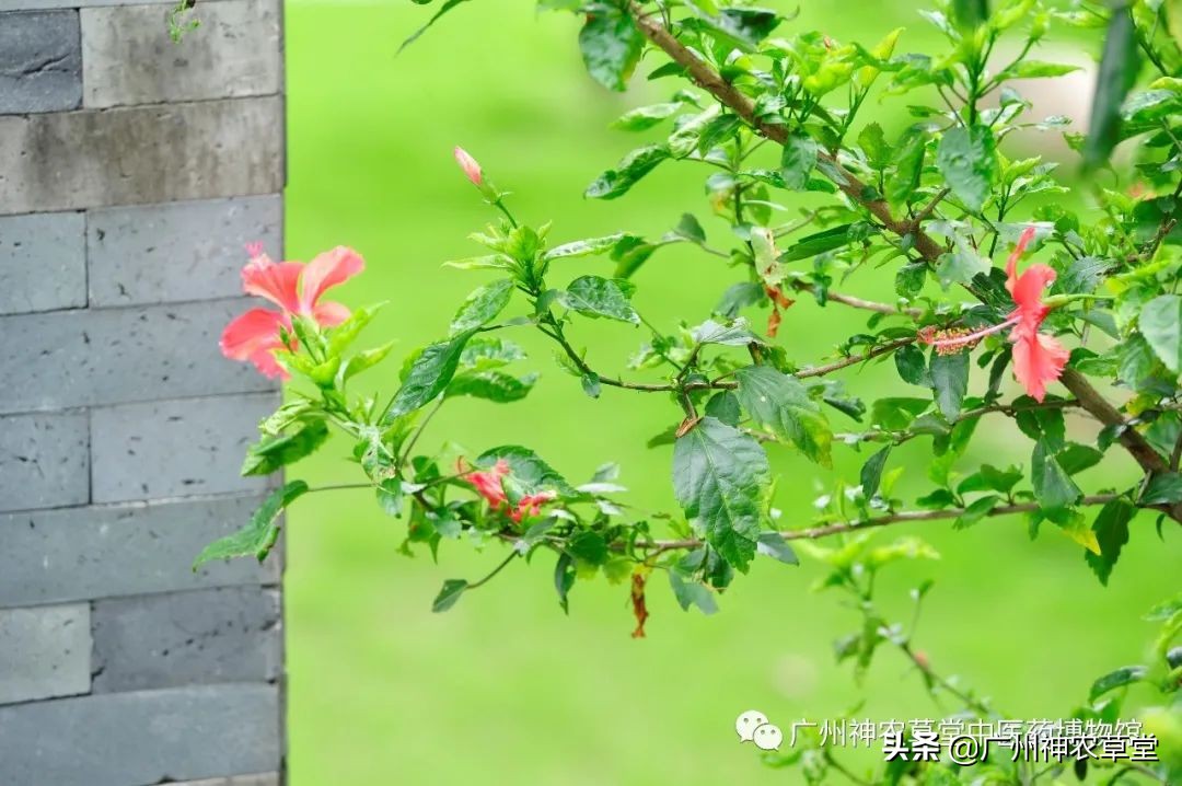 艸堂｜传说中可以挂太阳的树，草堂有