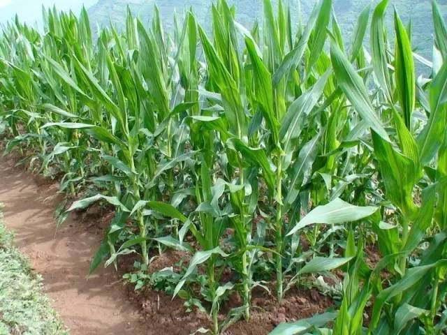 科普端午节和吃粽子的由来,端午粽百科