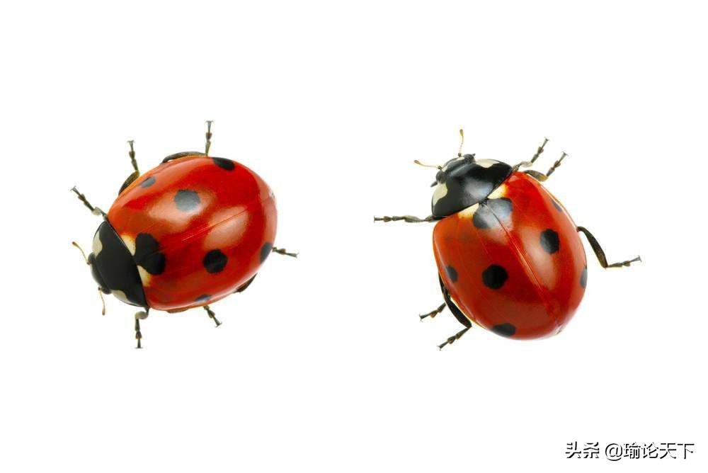 诗文杂咏：瓢虫“花大姐”的启示