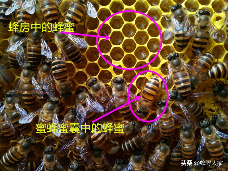 真正的蜂蜜是什么蜜,什么样的蜂蜜是天然蜜