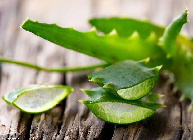 芦荟有什么用处对皮肤有好处吗,种植十五年的芦荟有什么用处