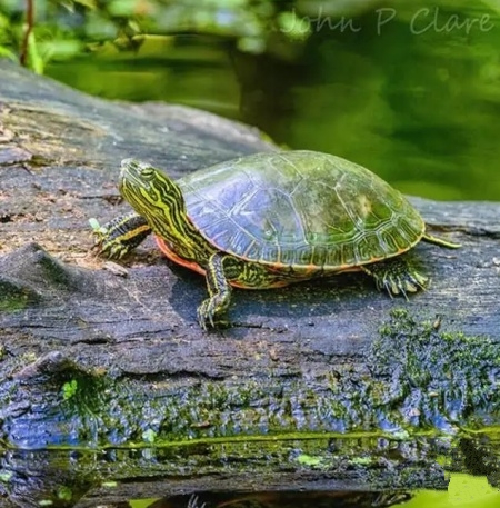 怎么养绿水最简单,怎样用绿水养苗