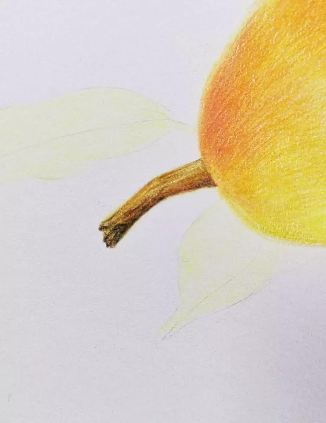 香梨彩铅画,彩铅肉肉的画法