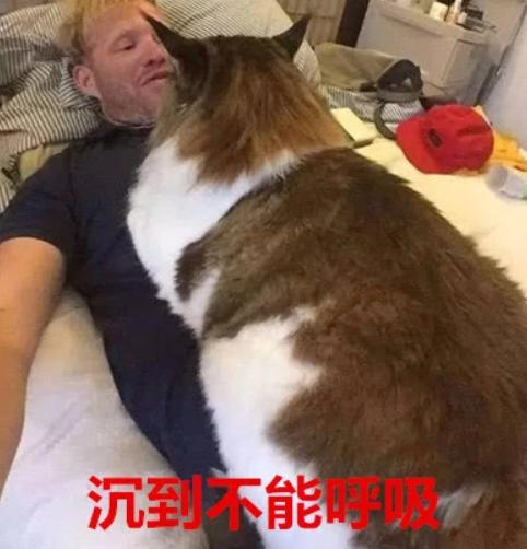 温柔的巨人猫视频,温柔的巨人布偶猫