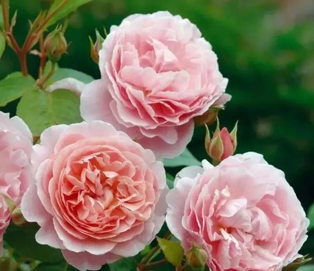 给大家介绍一下玫瑰品种,玫瑰的品种及特点介绍