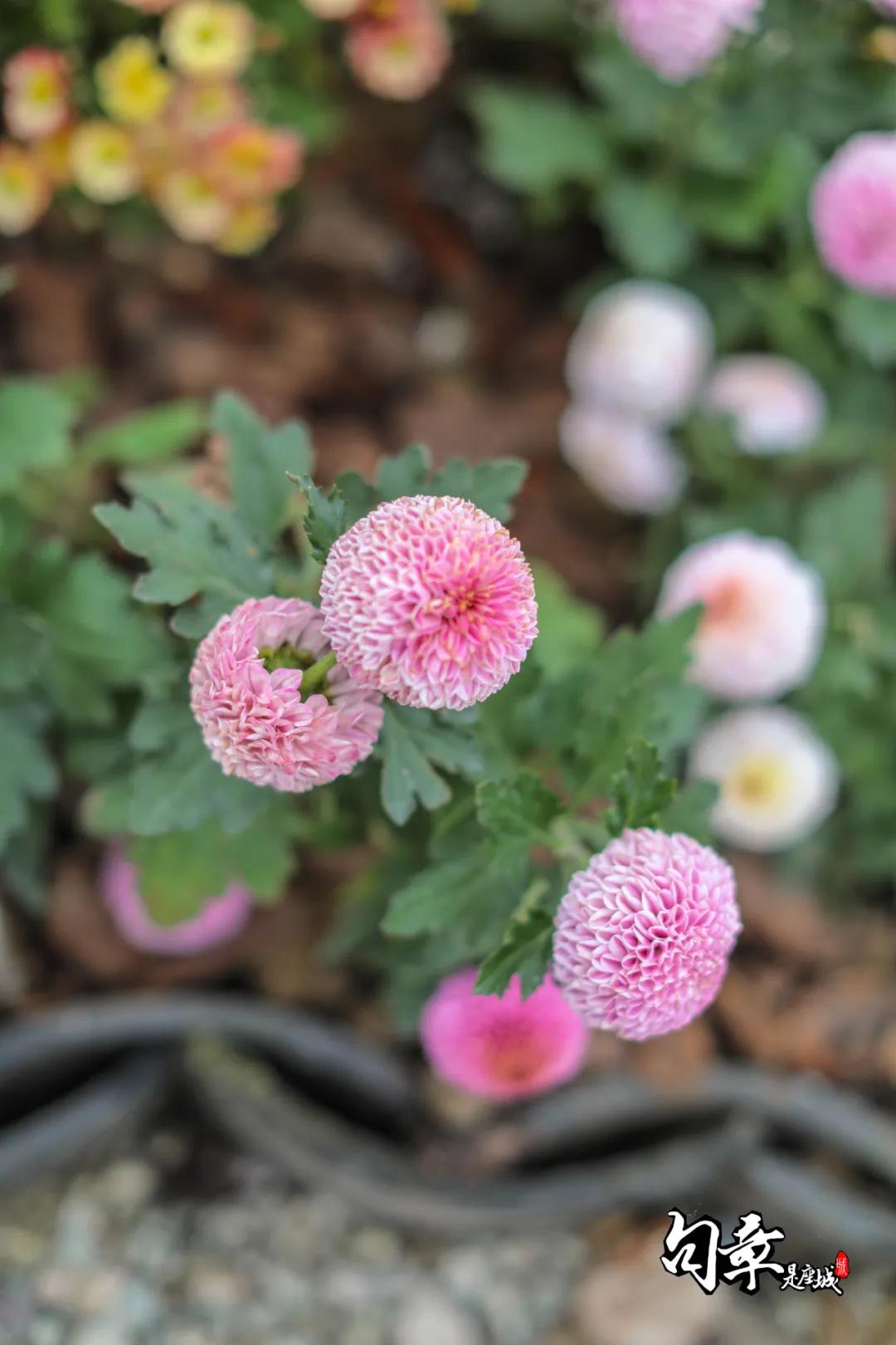 兴化千垛菊花海,广州海心沙菊花海