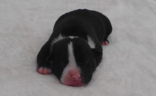 羊奶粉能给狗狗补充营养吗,羊奶粉对生病狗狗的好处和功效