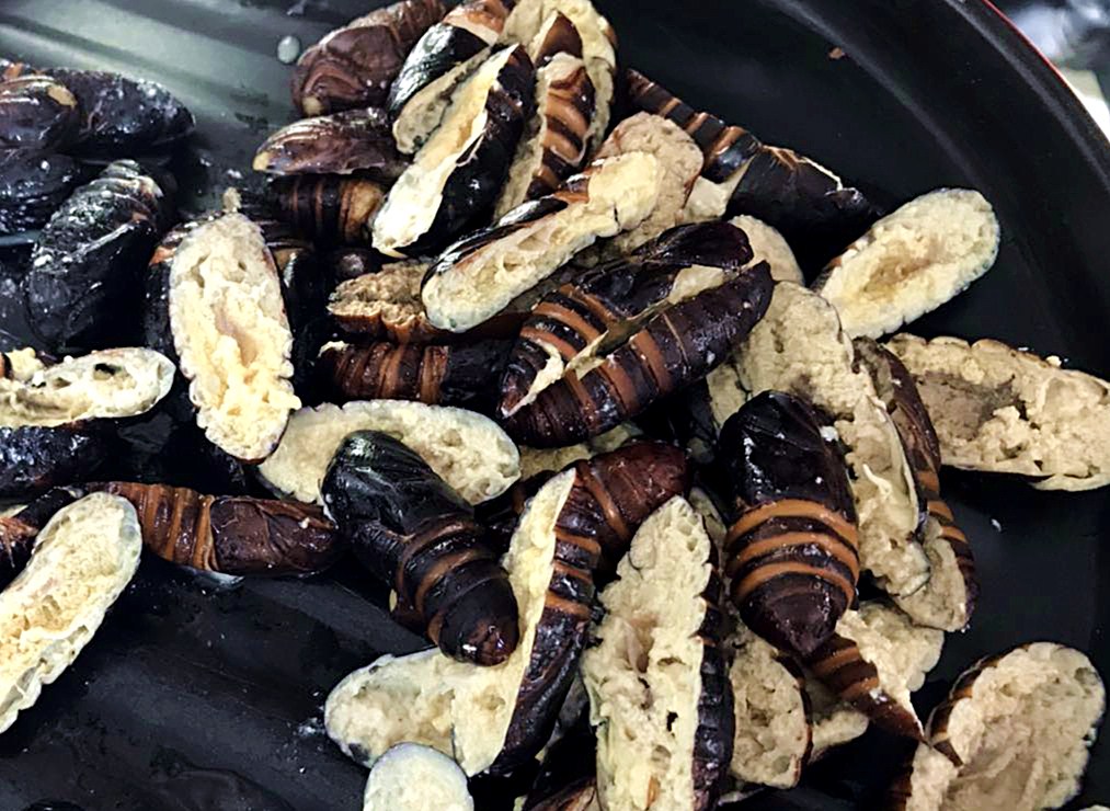 干煸蝉蛹怎么做,家常菜100道简单炒菜干煸蝉蛹