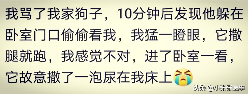 狗狗太肥了怎么才能给它减肥呢,爷爷说狗狗太胖了要减肥