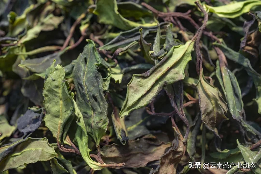 谷雨茶是什么用处的茶,谷雨茶是好茶吗怎么喝的