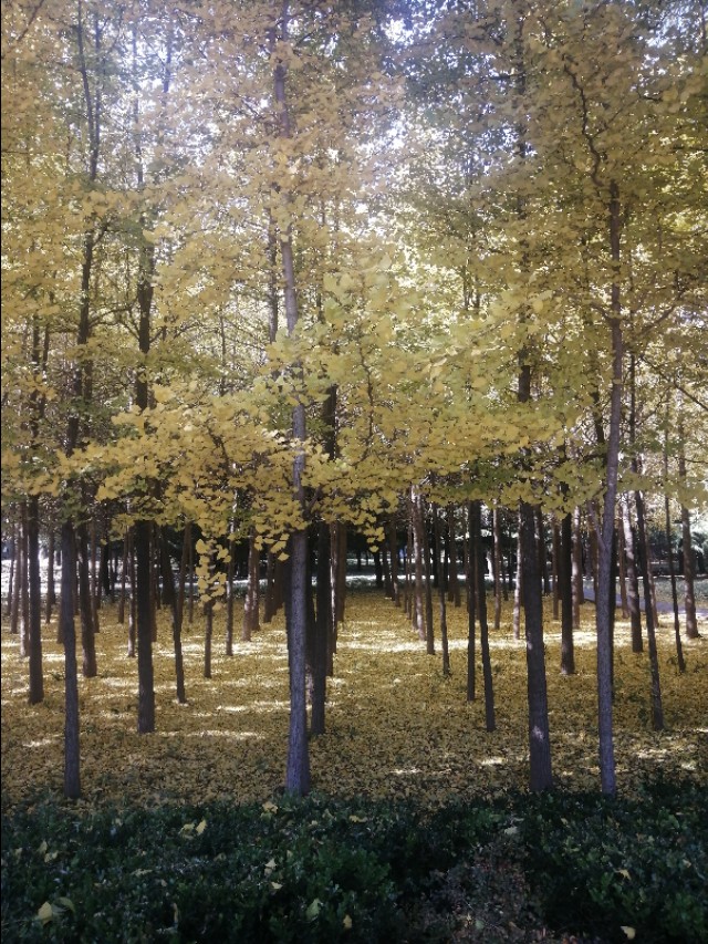 2020年是无春年还是双春年,2020年双春年是什么年