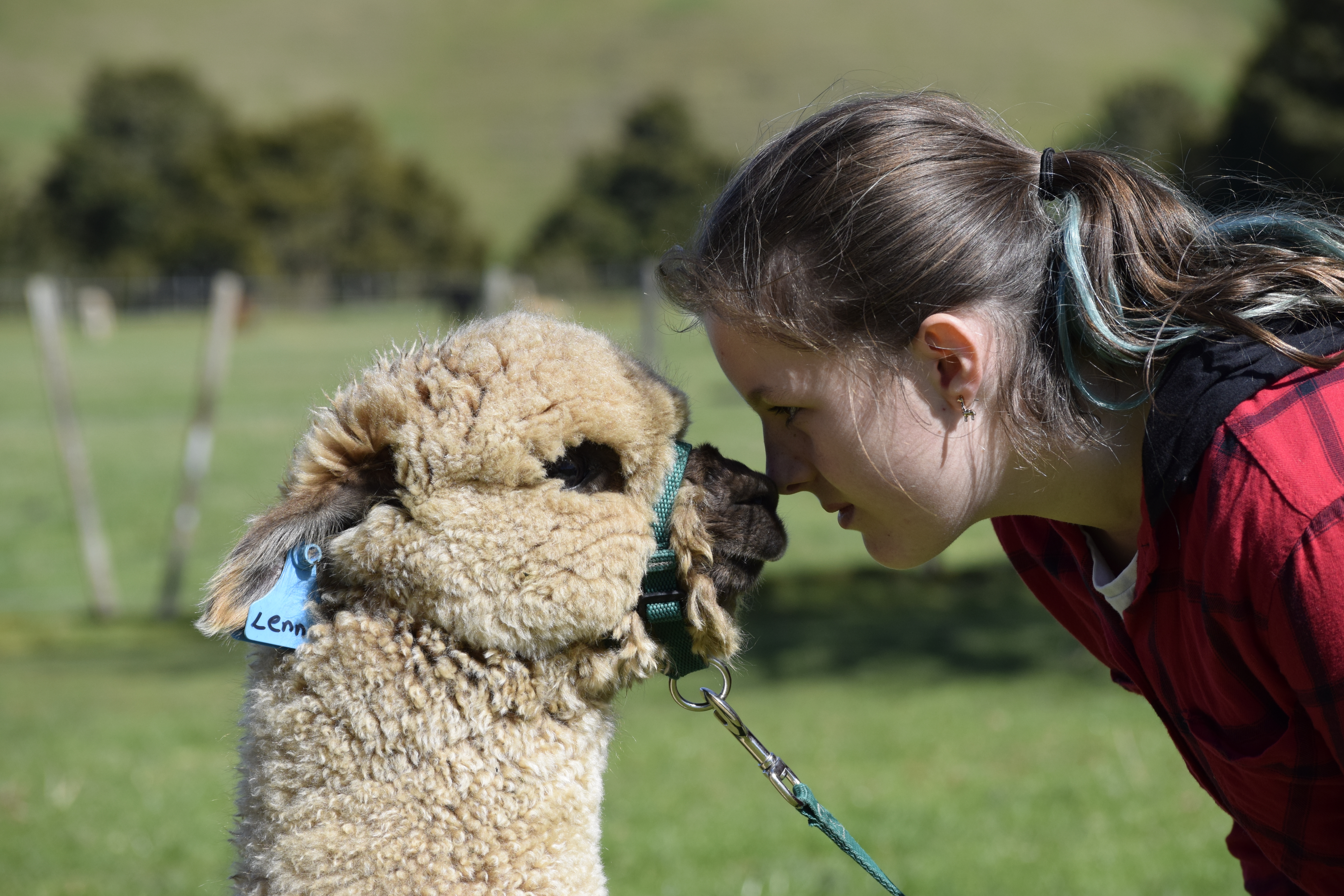 鍛嗚悓棰勮,鍛嗚悓缇婇┘鐢熸皵