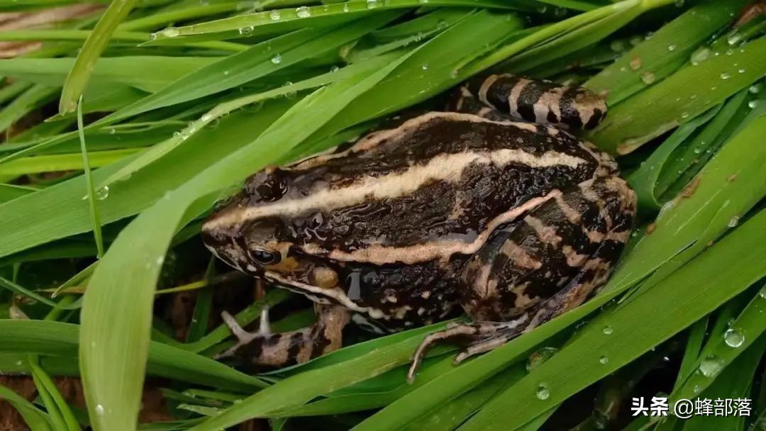 2021农村投资什么行业前景好,2019农村创业好项目投资小利润大