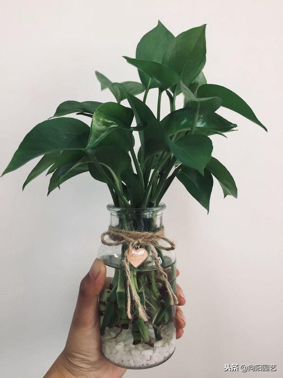 自制绿萝柱生长过程,小绿萝做绿萝柱得多久