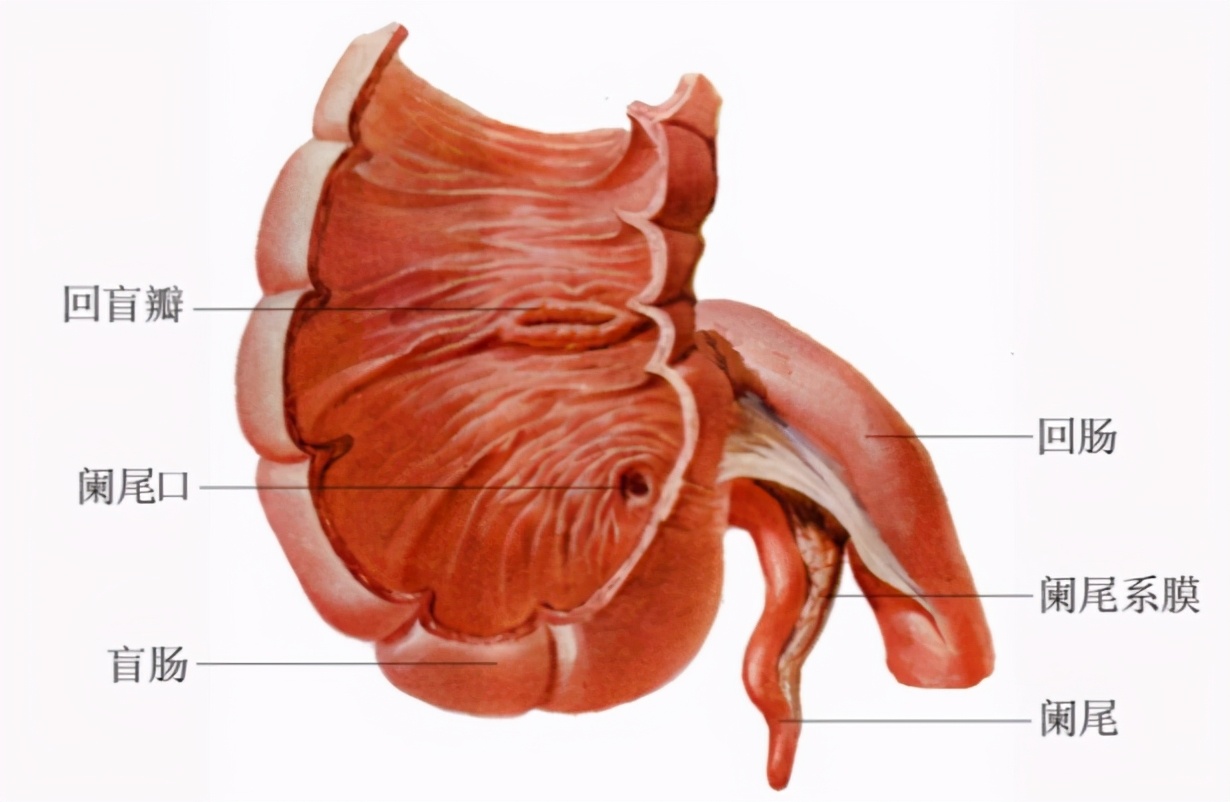 大肠是什么样的,大肠是什么梗