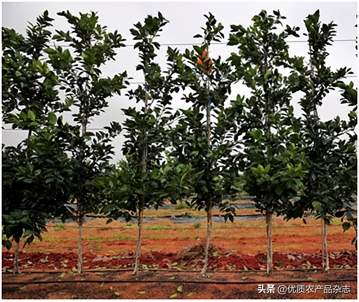 柑橘园水肥一体化,展示最新柑橘建园技术