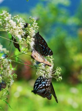 通州最新森林公园,通州南部公园