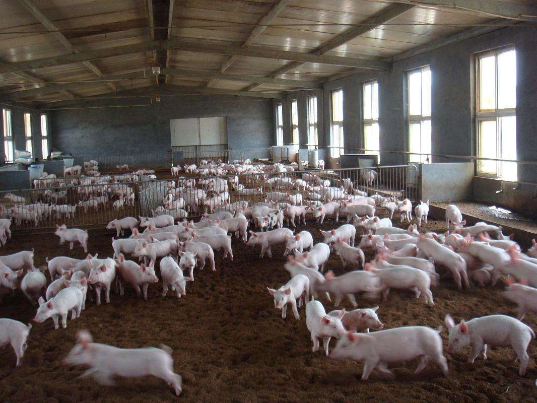 猪冻精技术操作流程,猪冻精的制作方法