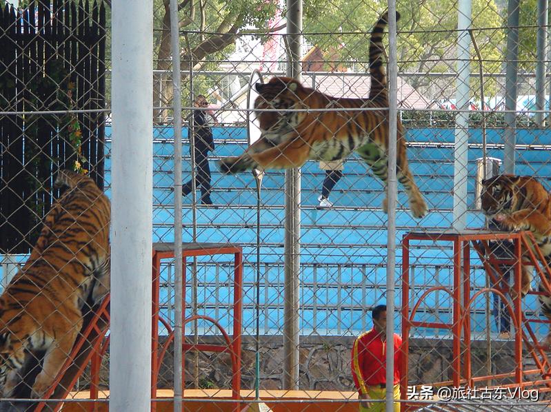 上海野生动物园冬天动物多吗,上海野生动物园中的动物