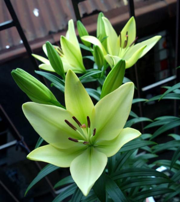 百合花该怎样养殖才能开花,百合花怎么养才能旺盛开花