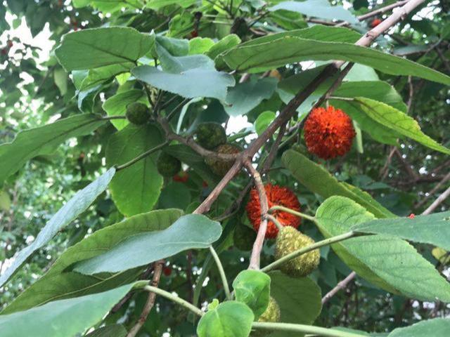 构树的药用价值可治什么病,构树树叶药用价值