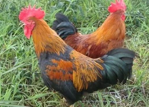 凌云电商节是什么时候,凌云超市年货节