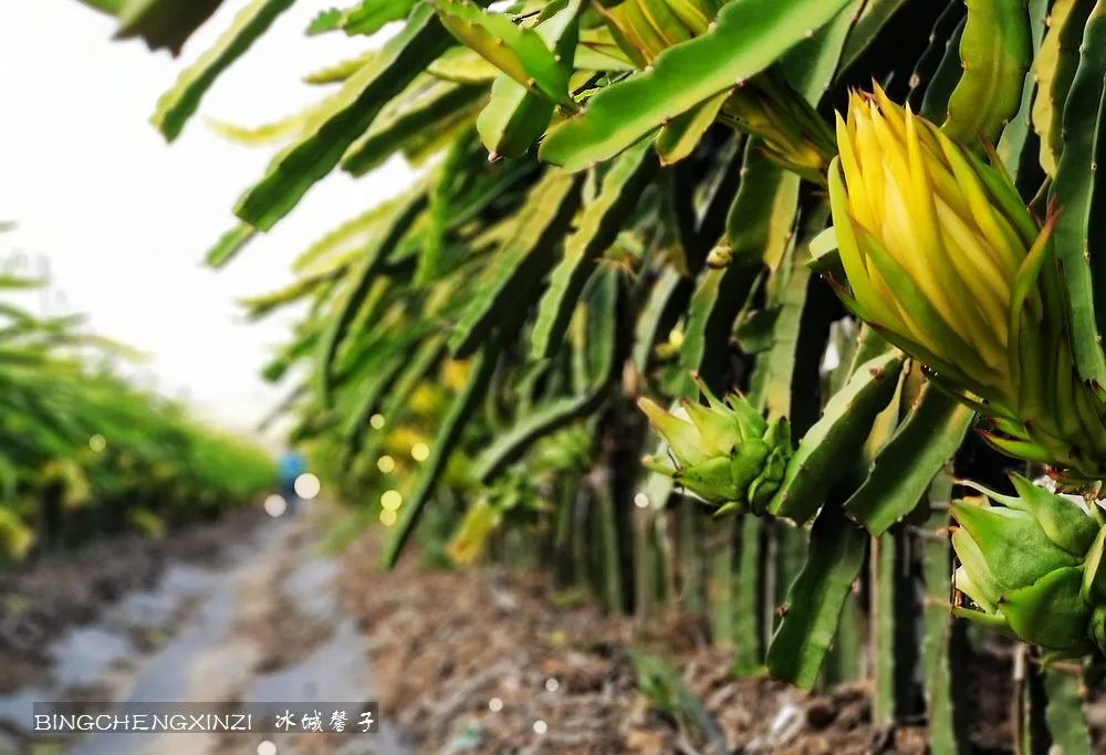 做把“村姑”,走进海南灯火灿烂的火龙果园
