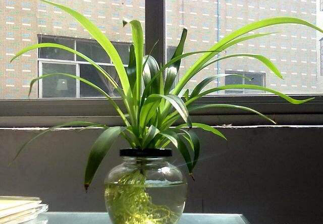 养一盆吊兰怎么才养好视频,钻石翡翠吊兰养成绿瀑布的方法