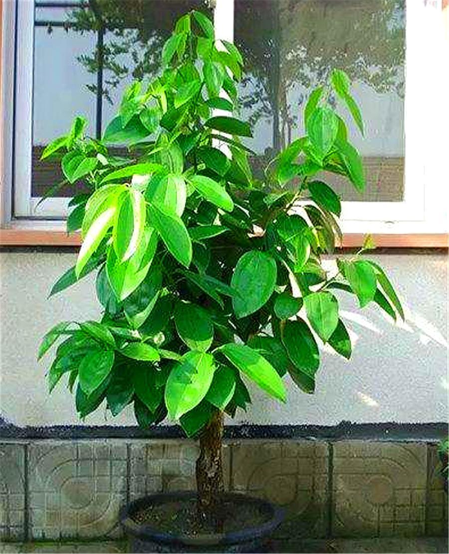 叶片水培扦插生根最快方法,水培心叶球兰怎么扦插