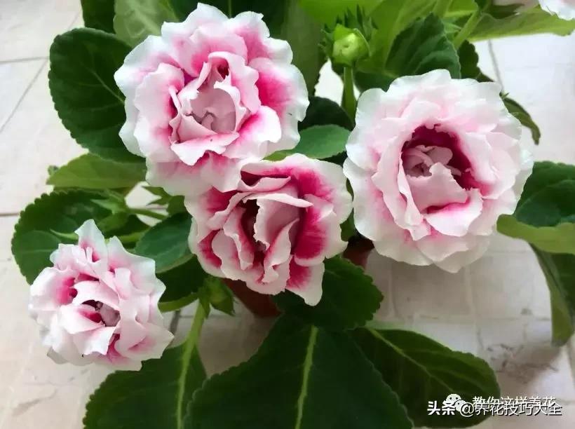 4种耐阴花好看好养活室内也能开,和绿萝长得很像耐阴的植物