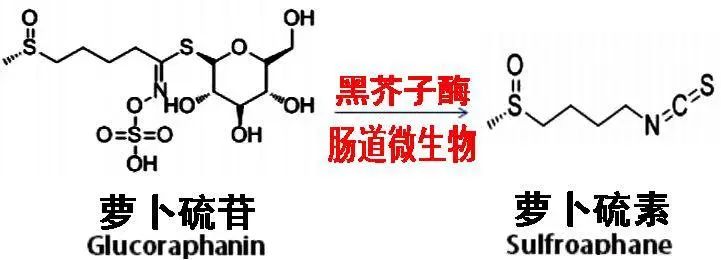 西兰花种子固体饮料的作用,西兰花种子水提取物功效