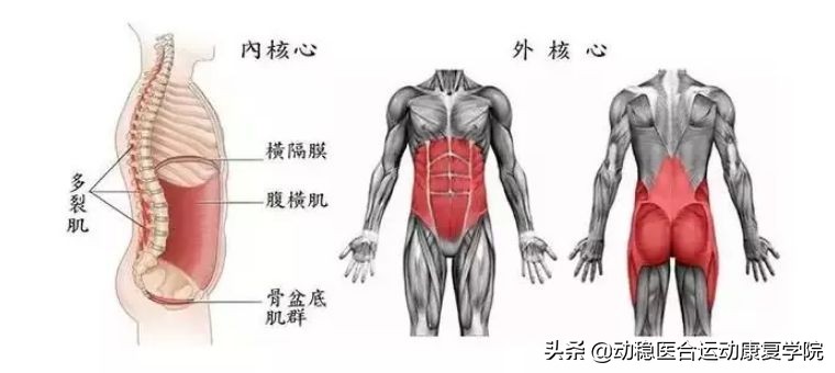 骨盆底肌不得不知的秘密（一）