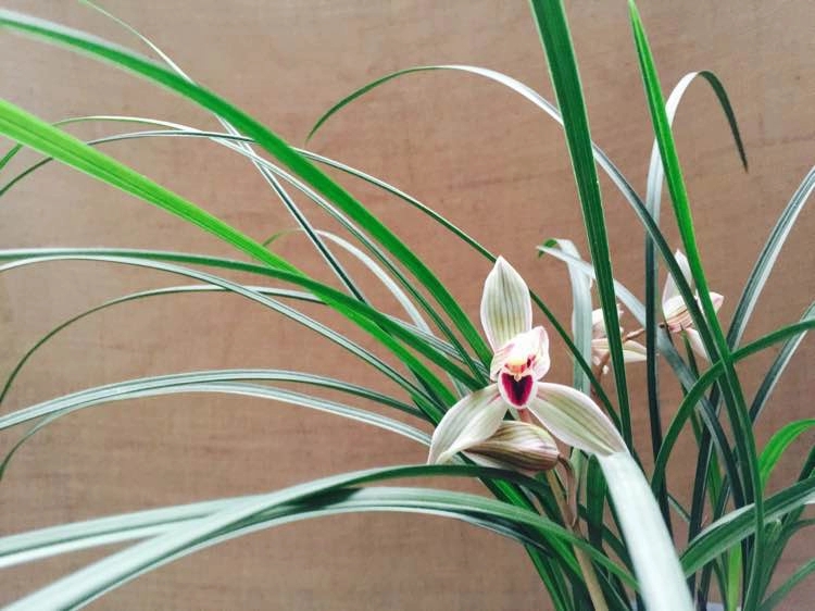 心心相印兰花叶子有什么特点,心心相印兰花怎么养才能旺盛